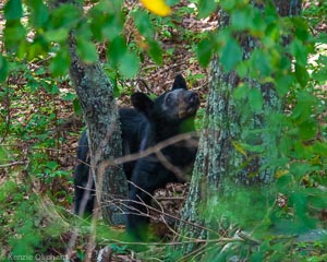 The Day I Didn’t Get Chased By a Bear – Shenandoah National Park