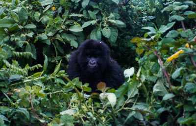 Gorillas in the Rwandan Mist